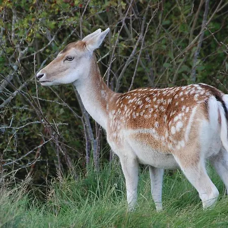 Gorgeous In With Wifi * Blåvand