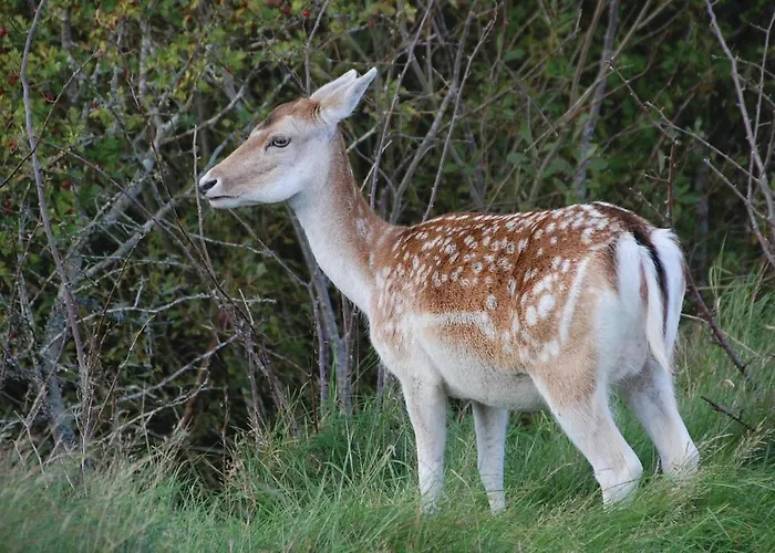 Gorgeous In With Wifi * 布拉万德